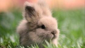 吃瓜小兔叽,揭秘娱乐圈那些不为人知的幕后故事