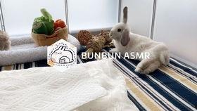 吃瓜小兔叽,揭秘娱乐圈那些不为人知的幕后故事