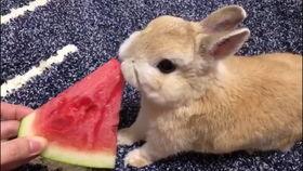 吃瓜小兔叽,揭秘娱乐圈那些不为人知的幕后故事