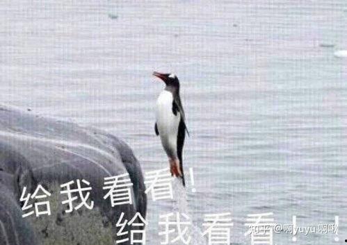 强塞吃瓜表情包,揭秘网络热梗背后的趣味与思考