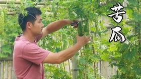 引产吃葵瓜,传统草药在现代医学中的应用探索