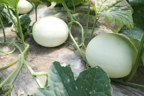 怀孕吃玉菇瓜,玉菇瓜的营养与食用指南