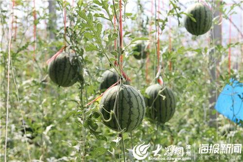 瓜条特效吃瓜视频,揭秘网红美食背后的秘密