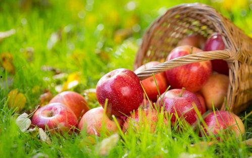 粉色苹果吃瓜,揭秘粉色苹果的独特魅力与吃瓜乐趣