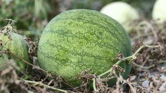 吃瓜上兰州是什么瓜,揭秘兰州特色瓜果之旅