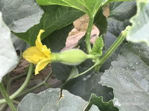 吃瓜上兰州是什么瓜,揭秘兰州特色瓜果之旅