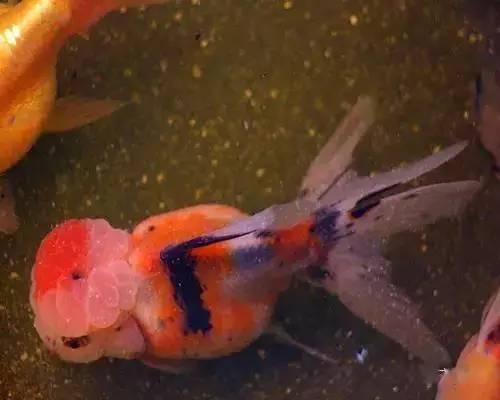 鱼会吃小瓜,揭秘鱼儿为何偏爱小瓜