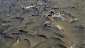 鱼会吃小瓜,揭秘鱼儿为何偏爱小瓜