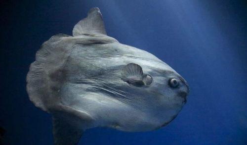 吃瓜王子翻车鱼,揭秘网络红人背后的真相