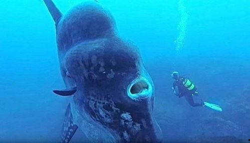 吃瓜王子翻车鱼,揭秘网络红人背后的真相