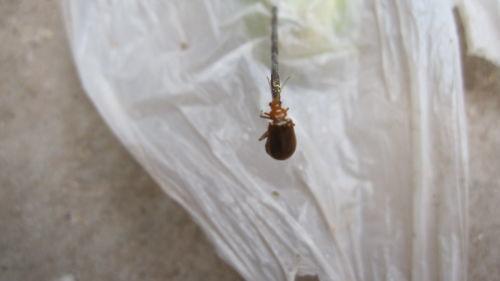 吃瓜有黑虫子,探究吃瓜时的健康隐患