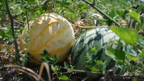 去隔壁宿舍吃瓜,你吃了没？