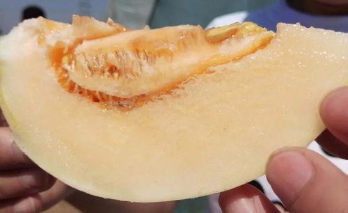 小白瓜吃哪里最好,探寻小白瓜的最佳食用部位