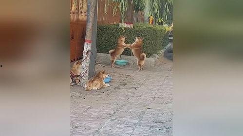 吃瓜翠花妈妈,揭秘家庭生活中的趣味与智慧