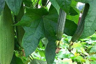 葫水瓜怎么吃,探索健康美味的新选择