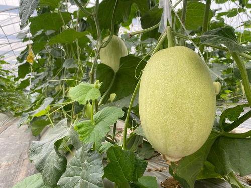 浙岱渔吃瓜,揭秘海鲜美食背后的故事