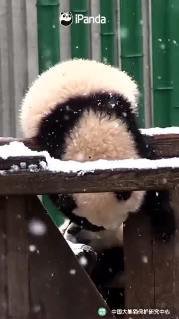 直播小熊吃瓜,小熊吃瓜萌态十足，网友直呼可爱爆表