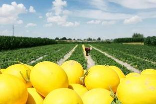 早晨吃蜜瓜好么,开启美好一天的健康选择